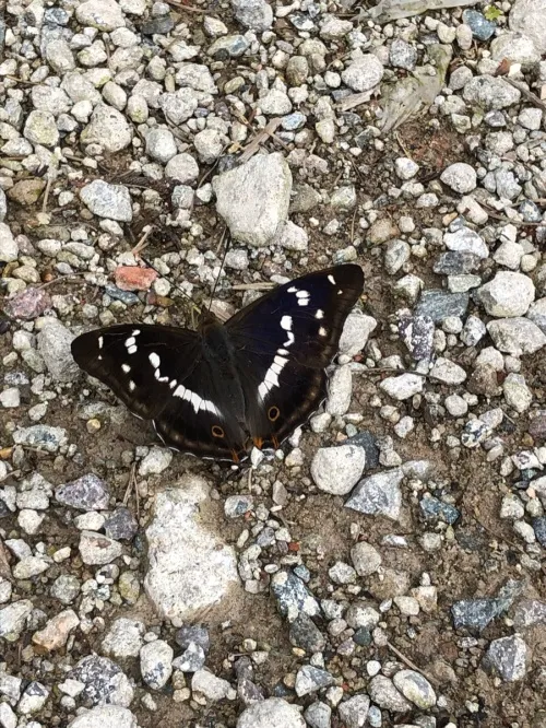 Purple Emperor - photo 5