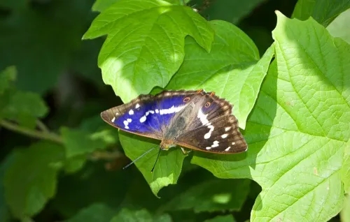 Purple Emperor - photo 6