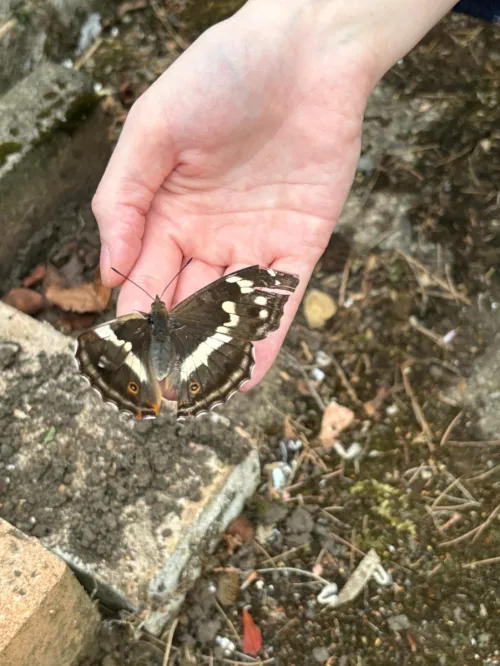 Purple Emperor - photo 7