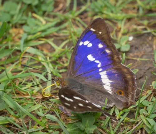 Purple Emperor - photo 8