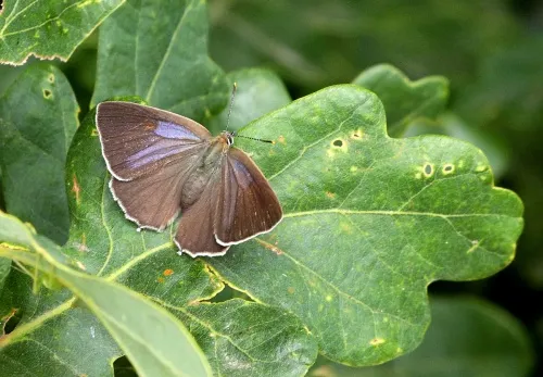 Purple Hairstreak
