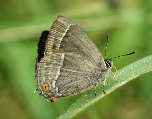 Purple Hairstreak - photo 2