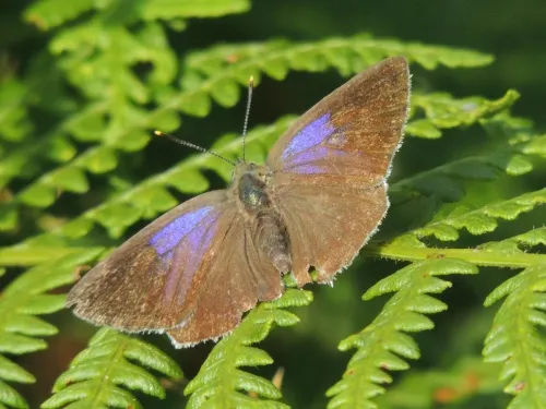 Purple Hairstreak - photo 3