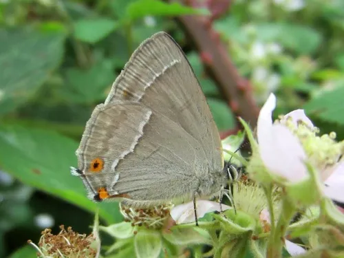Purple Hairstreak - photo 4