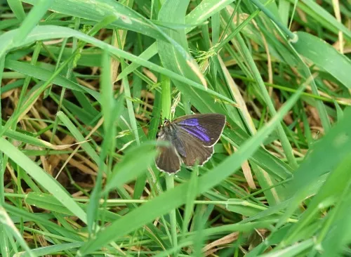 Purple Hairstreak - photo 6