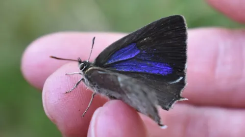 Purple Hairstreak - photo 7