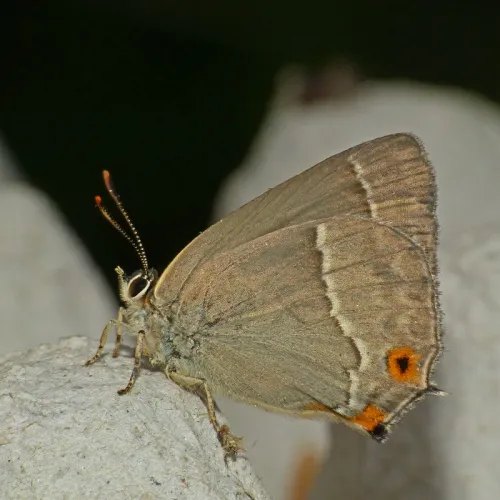 Purple Hairstreak - photo 8