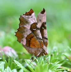 Purple Thorn