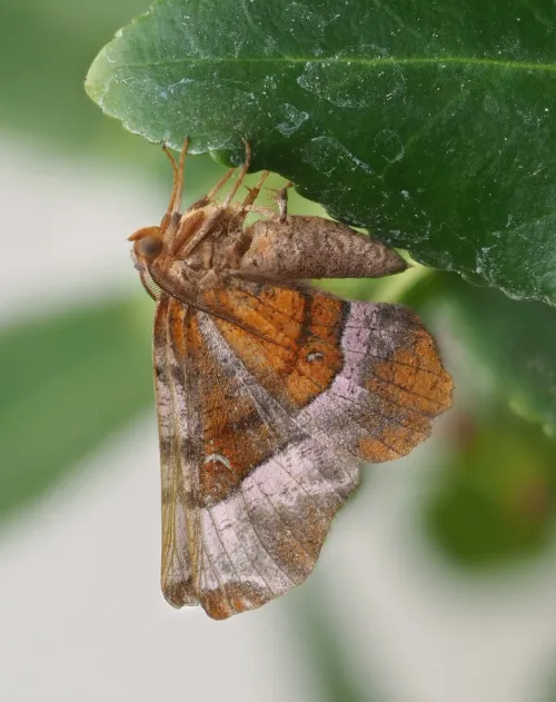 Purple Thorn - photo 4