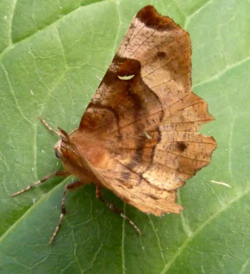 Purple Thorn - photo 8