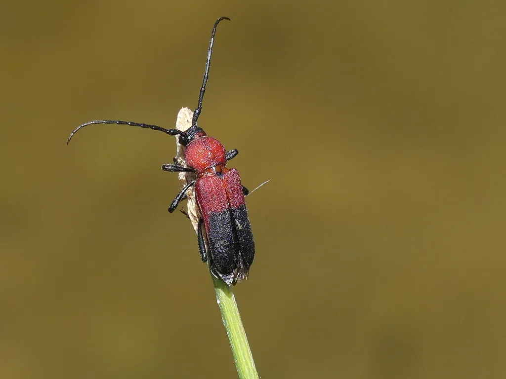 Scrub Oak Borer - photo 2