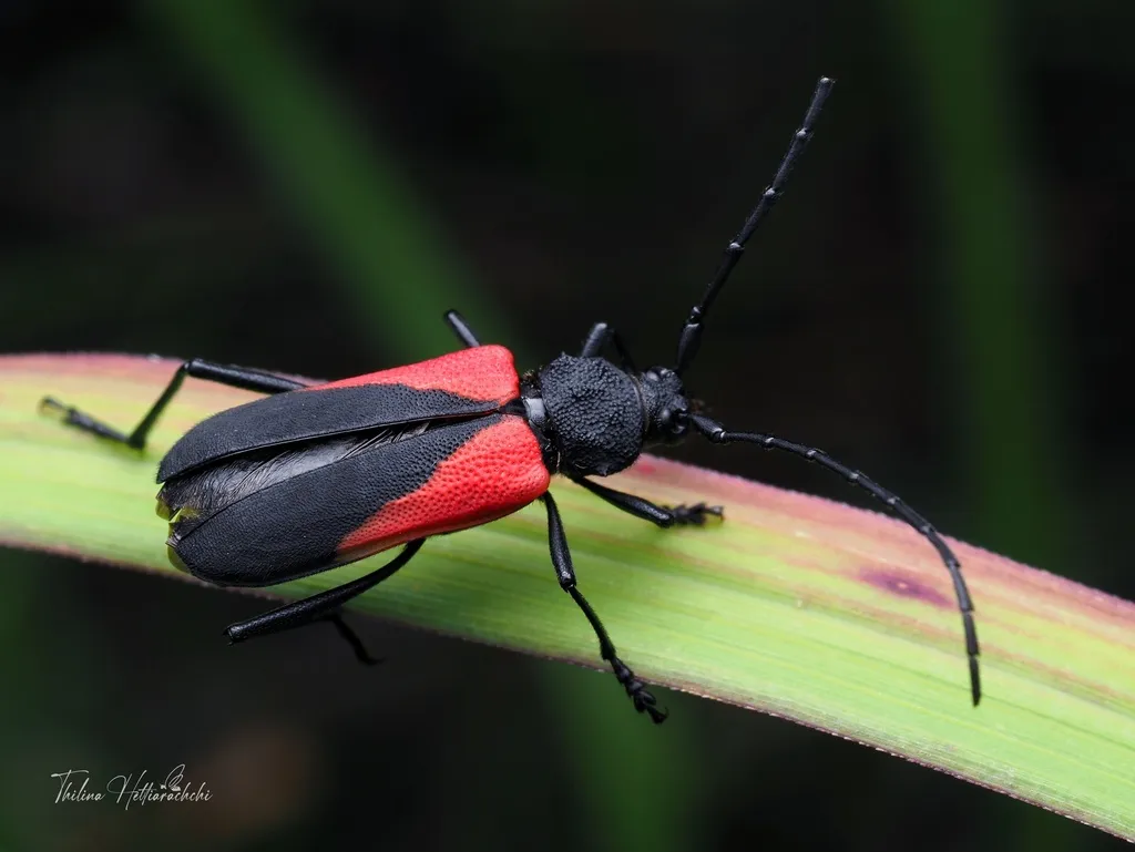 Purpuricenus humeralis - photo 2