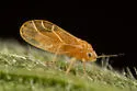 Purshivora aculeata