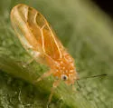 Purshivora aculeata - photo 3