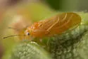 Purshivora aculeata - photo 5