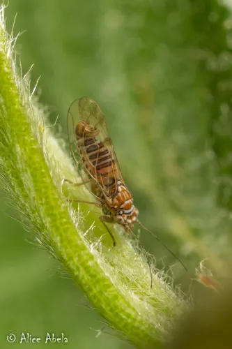 Purshivora brevistigmata
