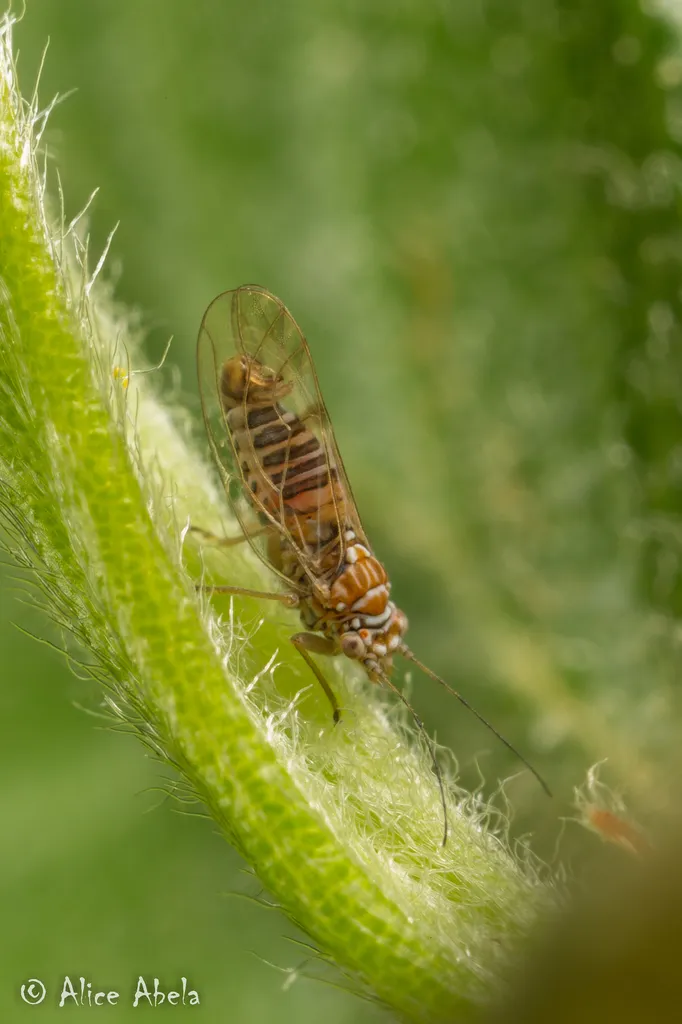 Purshivora brevistigmata - photo 2