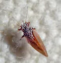 Purshivora coryli