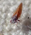 Purshivora coryli - photo 3