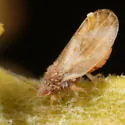 Purshivora pubescens