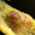 Purshivora pubescens - photo 2