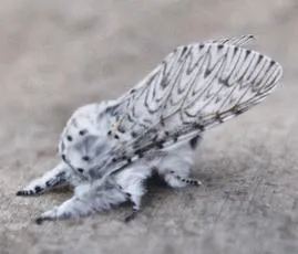 Puss Moth - photo 2