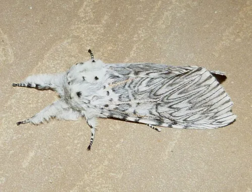 Puss Moth - photo 3