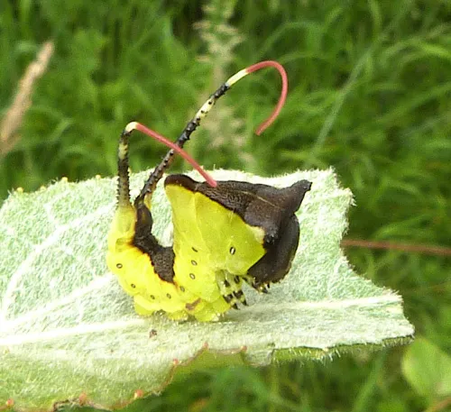 Puss Moth - photo 5