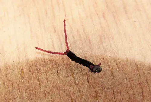 Puss Moth - photo 6