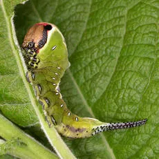 Puss Moth - photo 7