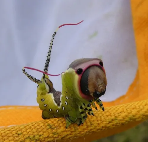 Puss Moth - photo 8