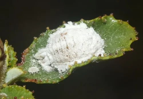 Manzanita Stem Mealybug