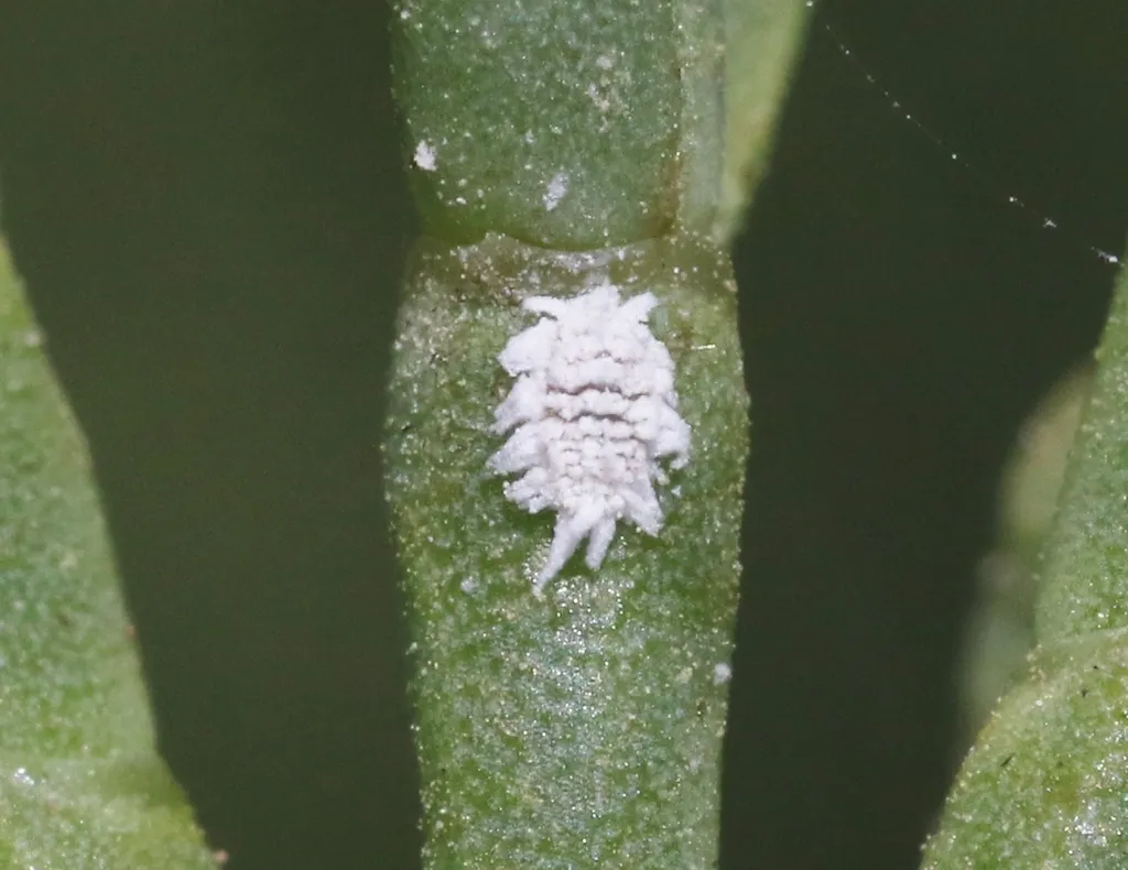 Ambiguous Mealybug - photo 2