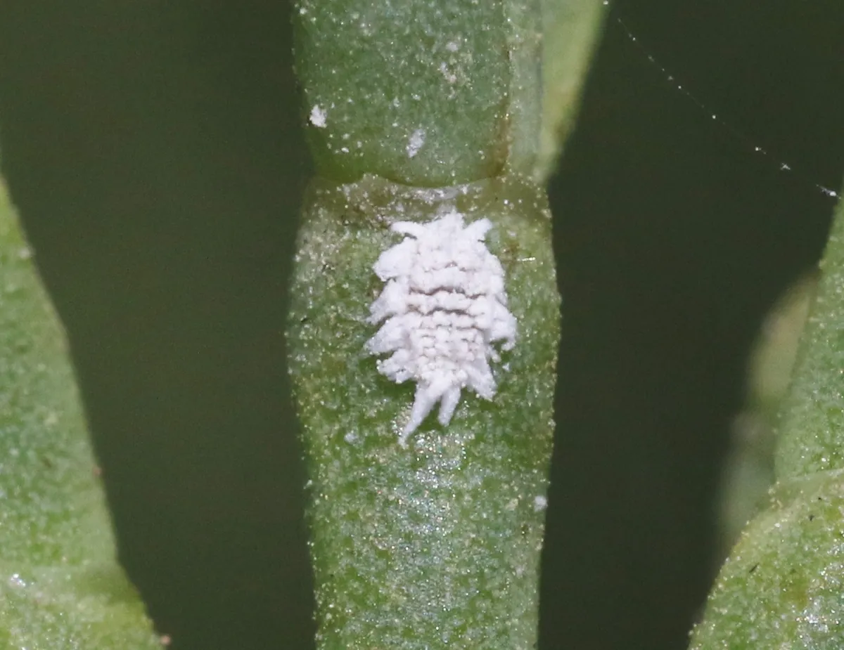 Ambiguous Mealybug - photo 3