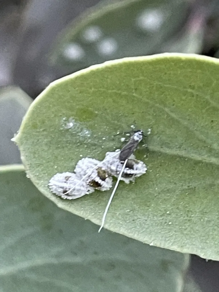 Manzanita Leaf Mealybug - photo 2