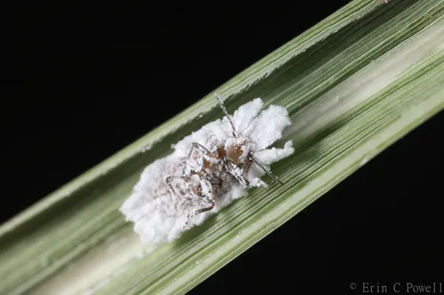 Puto calcitectus