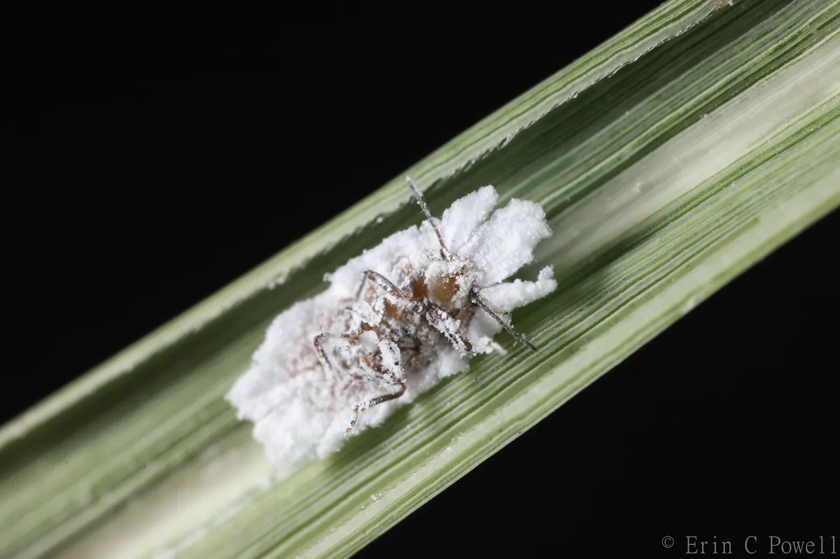 Puto calcitectus - photo 2