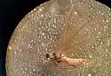 California Nutmeg Mealybug