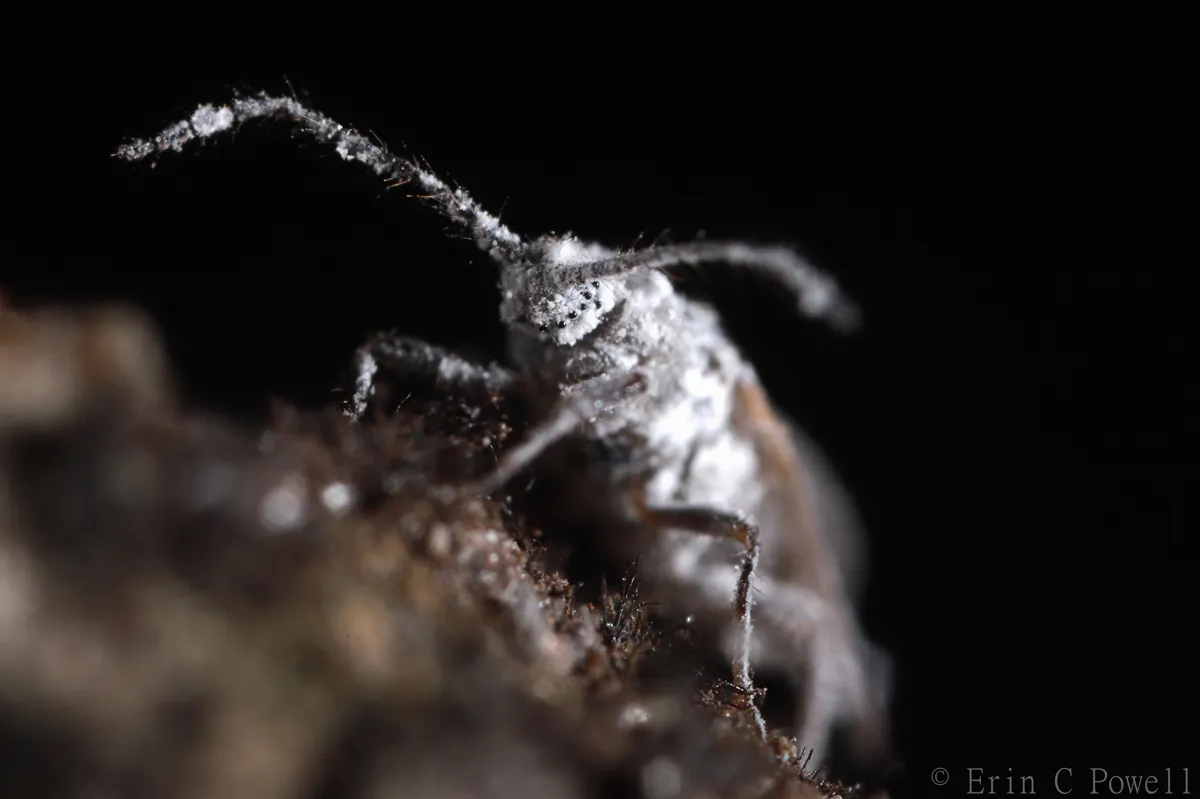 Decorated Mealybug - photo 3