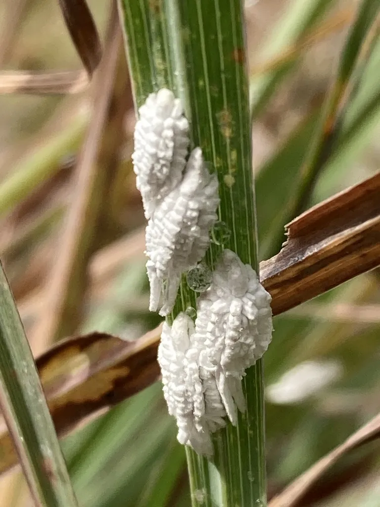 Buffalo Mountain Mealybug - photo 2
