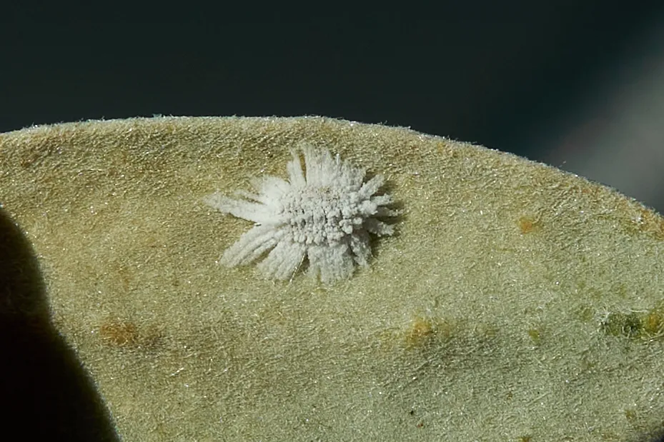 Simmondsia Mealybug