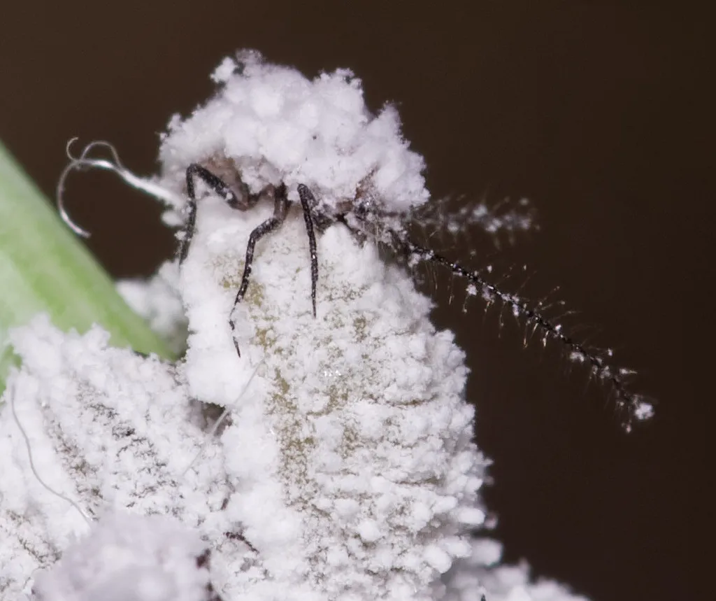 Superb Mealybug - photo 2
