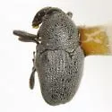 Pycnobaris pruinosa