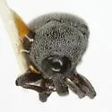 Pycnobaris pruinosa - photo 2