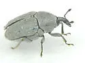 Pycnobaris pruinosa - photo 3