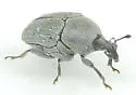 Pycnobaris pruinosa - photo 4