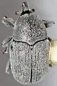 Pycnobaris pruinosa - photo 5