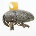 Pycnobaris squamotecta 0 - photo 2