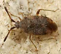 Pycnocoris ursinus - Pycnocoris ursinus