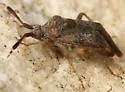 Pycnocoris ursinus - photo 2
